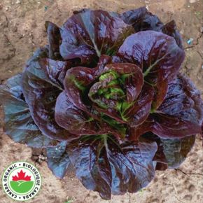  Pomegranate Crunch Organic Lettuce